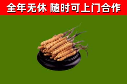 苏州市烟酒回收冬虫夏草.jpg