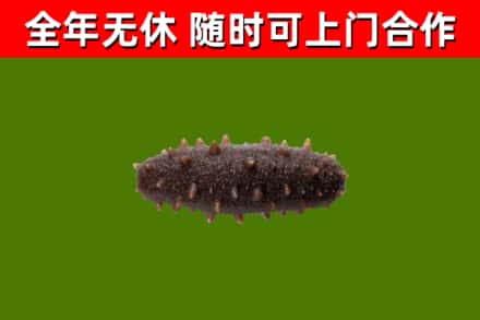 苏州市烟酒回收干海参.jpg